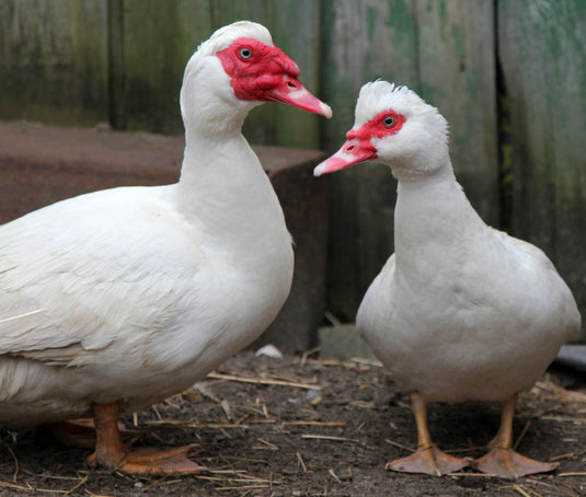 Muscovy Ducks
