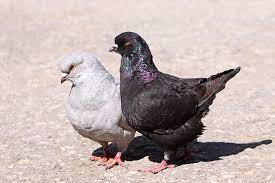 Pigeons
